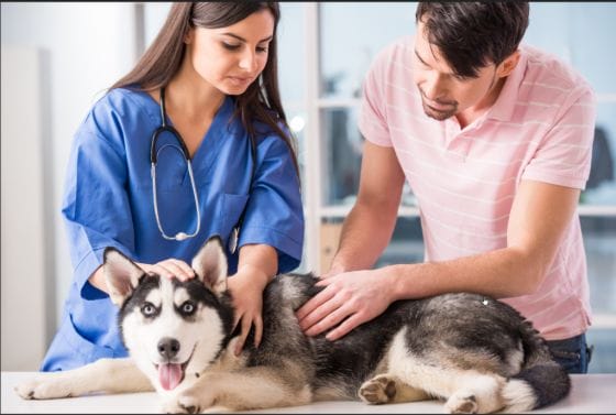 Pet Care: From Veterinary Care to Custom Diets