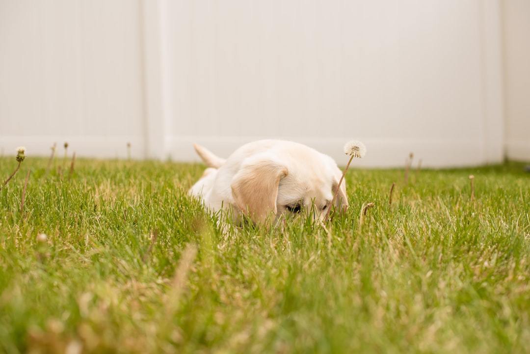 Why Do Dogs Eat Grass? Your Questions Answered